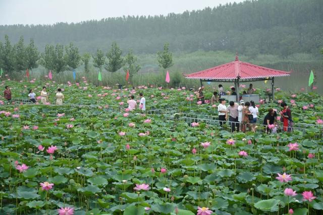 30年改良“种啥都不长”的土地，如今——盐碱地上鸭戏荷塘