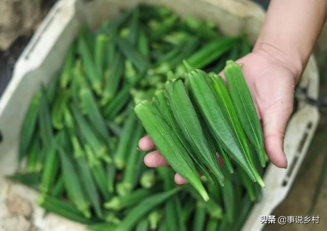 资深农业技术员告诉你：健康蔬菜秋葵的种植方法，如何提高产量？