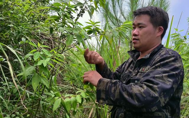 目前市场紧缺的种植项目，一百棵年收入高达万元