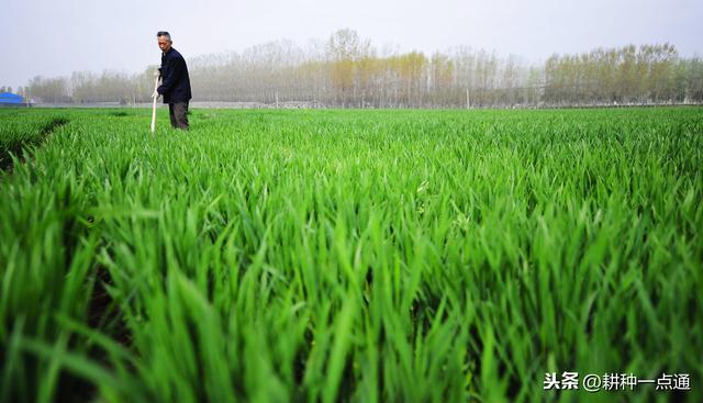 小麦高产种植技术及病虫害防治技术研究