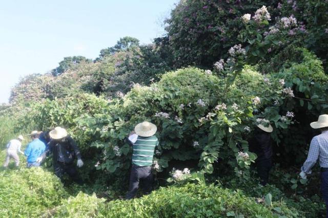 薇甘菊——“疯狂”的植物杀手