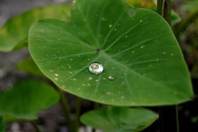 海芋、魔芋、香芋，它们都属于芋头家族吗？