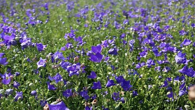 干旱地区，中药材种植，分享5个容易种植的品种