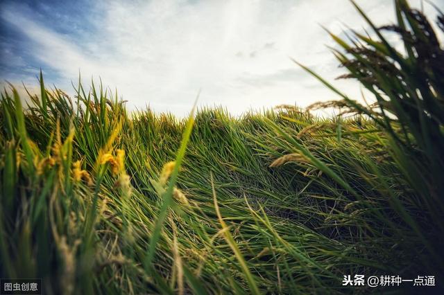 小麦高产种植技术及病虫害防治技术研究