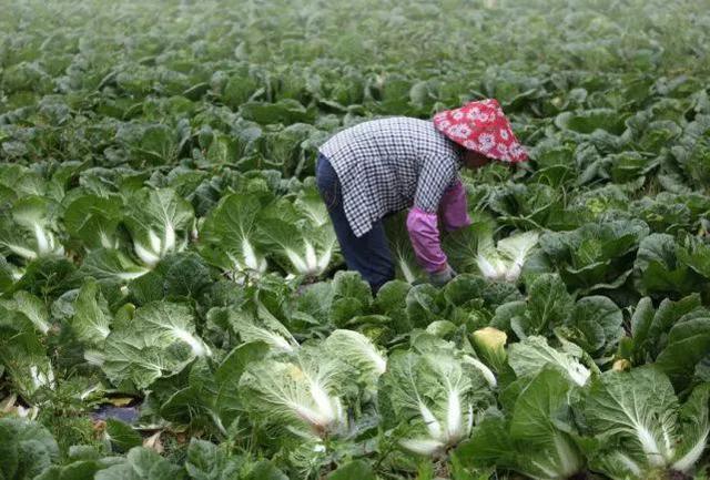 秋白菜什么时间种植？如何种植出苗快、长得快？老农种植经验分享