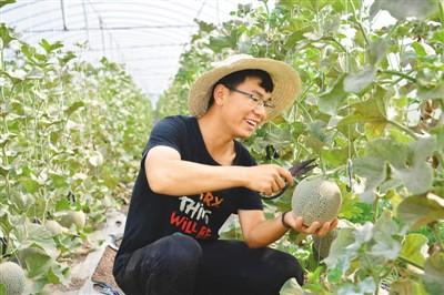 河南兰考的“蜜瓜传奇”