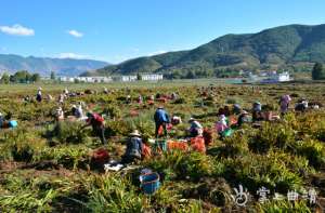 曲靖白芨种植(会泽县娜姑镇：千亩白芨成群众增收“良药”)