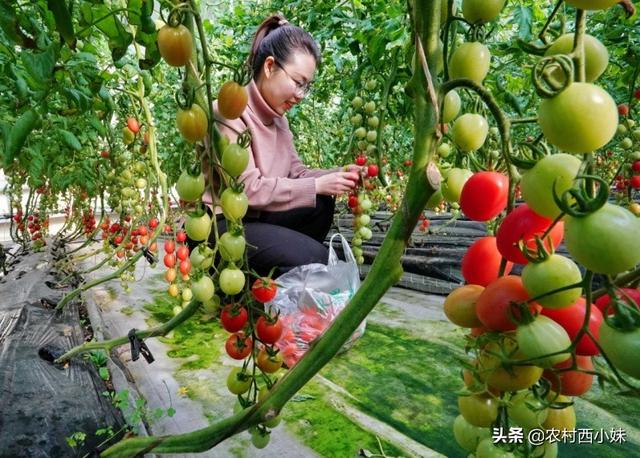 大棚番茄种植技术，你知道吗