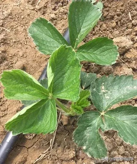 如何种植草莓母苗(草莓母苗前期要促长，后期要控长，氮肥要用对)