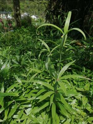 川贝种植时间(川贝母—回乡创业者的不错选择)