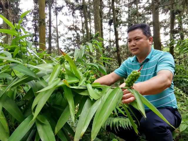 “益智子”成为思念村民助力乡村振兴的助推器