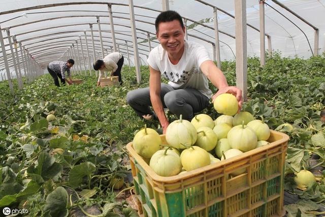 甜瓜种植技术，掌握了方式方法，发家致富不再是梦