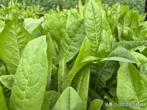 林地种植什么好(养猪、养家禽的营养高产牧草，几十块钱收15吨鲜草，种植简单)