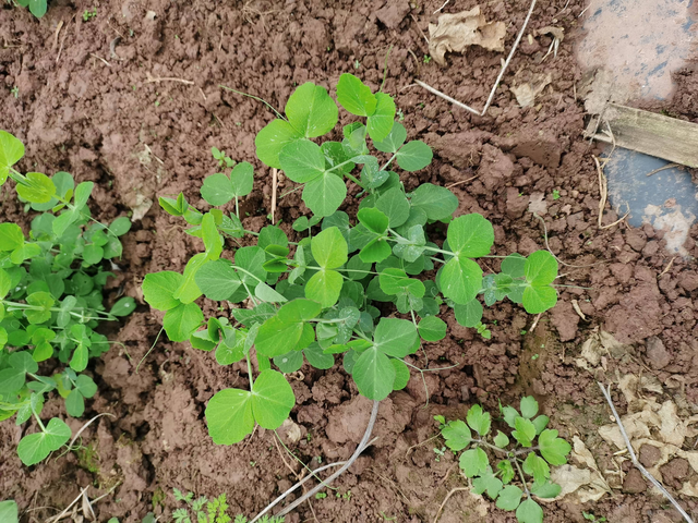 种植什么农作物年入百万！