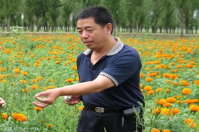 玉米大豆带状复合种植模式下的化学除草技术