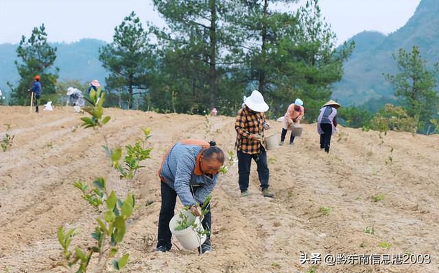 镇远县大地乡：青年志愿者种植太子参助农稳增收