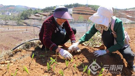 昭通昭阳：种植中药材 拓宽增收路