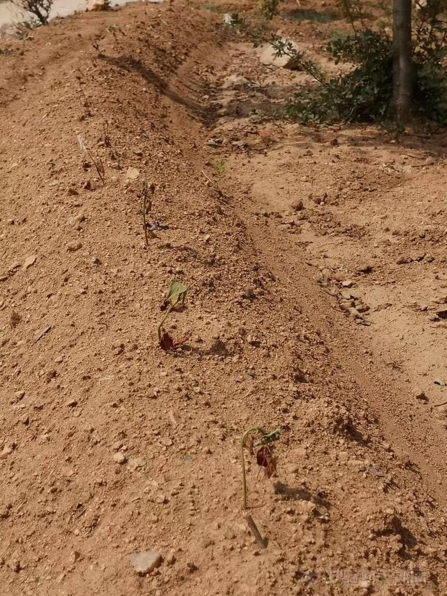 一线直击：金银花遇干旱行情振荡 而面临产能的扩充需警惕？