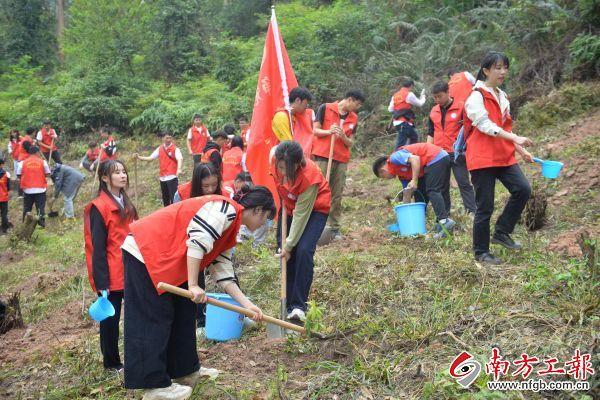 佛山：百名建筑业“00后”职工种植200棵金丝楠木树苗