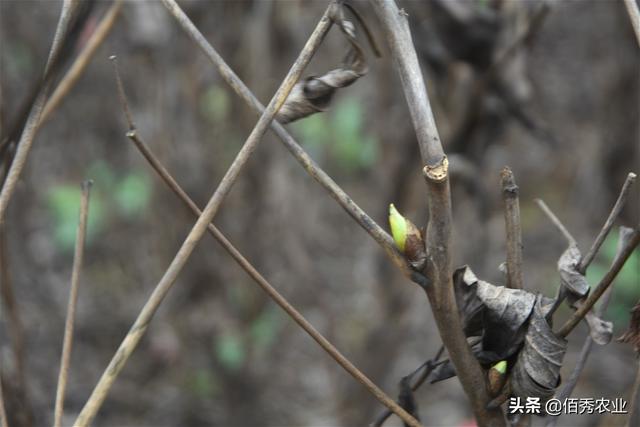 种植牡丹的困惑，为啥秋天会开花，为啥春季不能移栽？