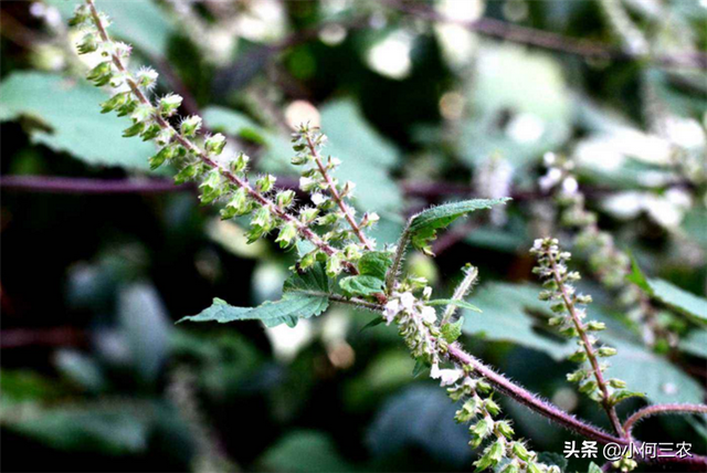 小何三农：香料与油药的原产料，快来学习学习紫苏的种植过程吧