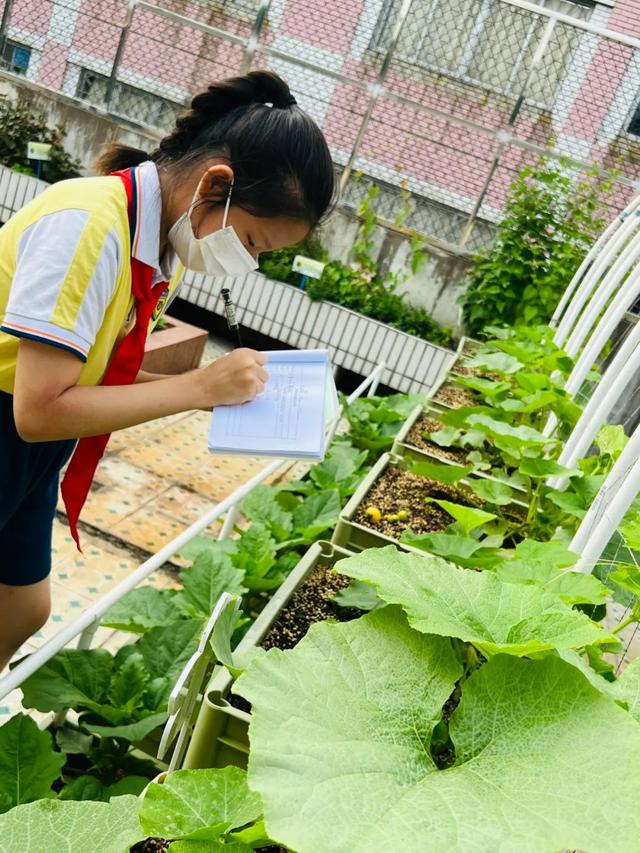 绿色越秀丨都市农场“上天”！在屋顶种菜，实现蔬果自由