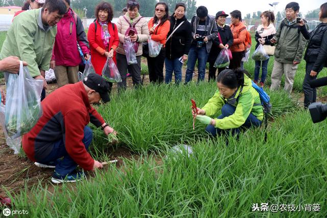 韭菜如何播种管理才能获得更高的产量？