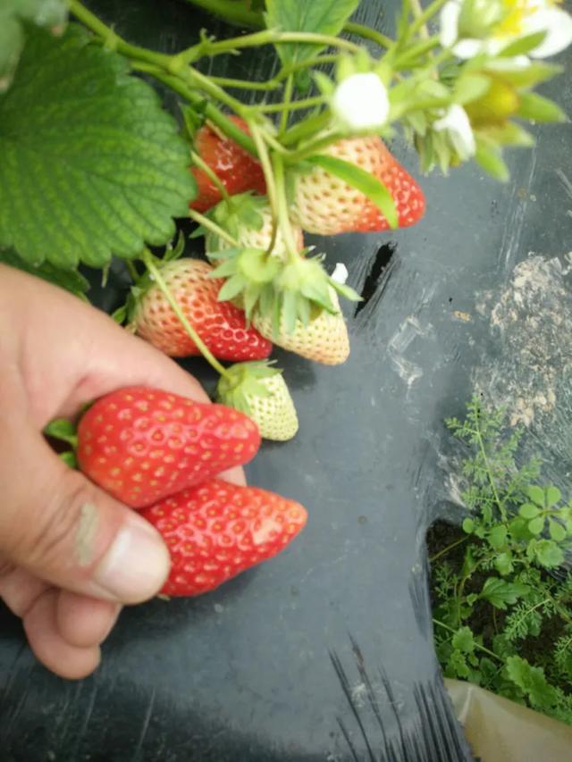 草莓种植技术指导！