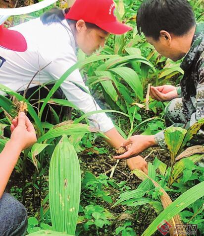 云南省农科院实施“百团千员助农增收三年行动” 为乡村振兴贡献科技力量