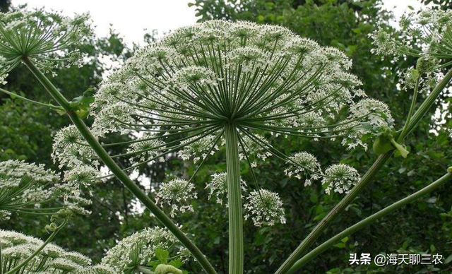 海天聊三农：种植白芷总是出现问题？快来看这些正确的方法和技巧