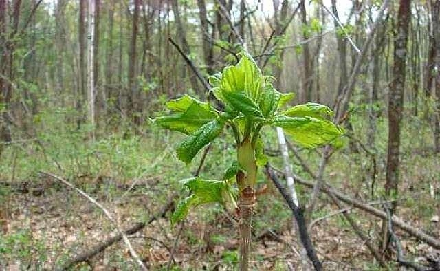 小兴安岭的山野菜――刺老芽和刺五加