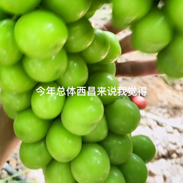 葡萄出嫁了、后面有料，看到最后哦！#葡萄种植技术