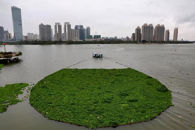 水葫芦入侵泛滥危害有多大？找准其弱点，一招就能高效治理水葫芦