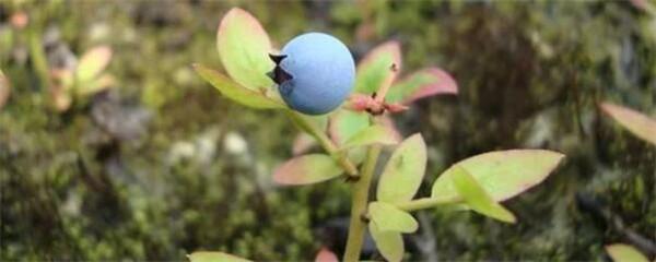 家庭蓝莓盆栽种植方法