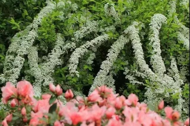 花境植物配置—植物选择参考