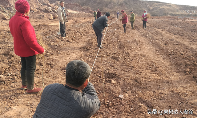 桃树发展品种选择啥，栽植技巧有哪些，了解这些不后悔