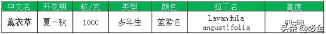 常见的16种超耐旱耐热的草花