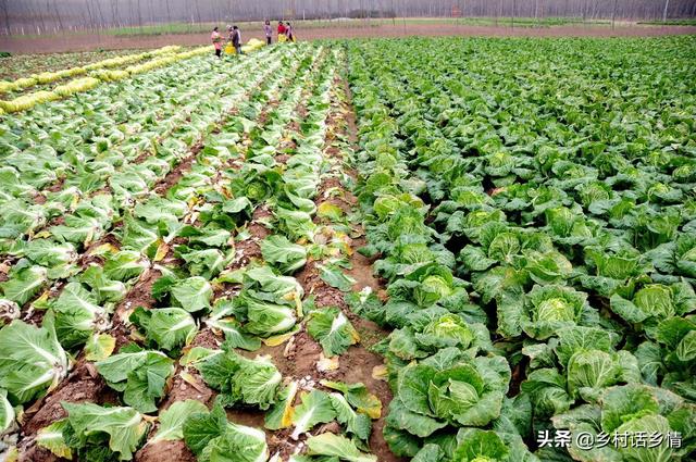 什么季节种什么菜，四季蔬菜种植的时间来了，全面又详细