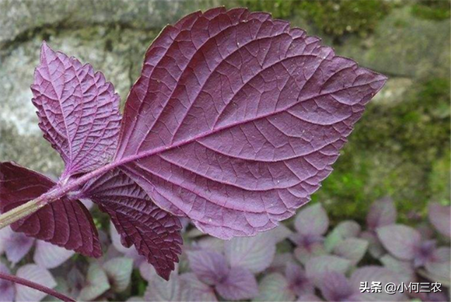 小何三农：香料与油药的原产料，快来学习学习紫苏的种植过程吧