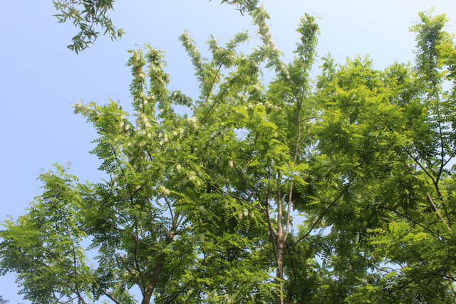 槐花好吃，市场价格高，农村为何没有人专门种植槐树发财呢？