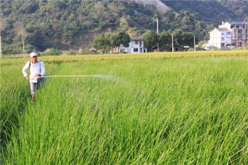 荸荠高效种植技术，把握好病虫害预防措施方法，提高产量与质量