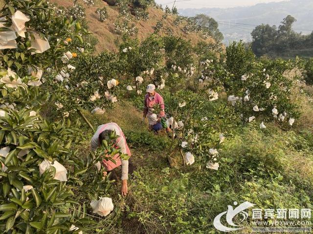 粑粑柑即将成熟上市 宜宾少娥山上果农管护忙