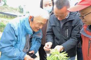 川贝是人工种植的吗(多方联手“孵化”黑水瓦布贝母产业)