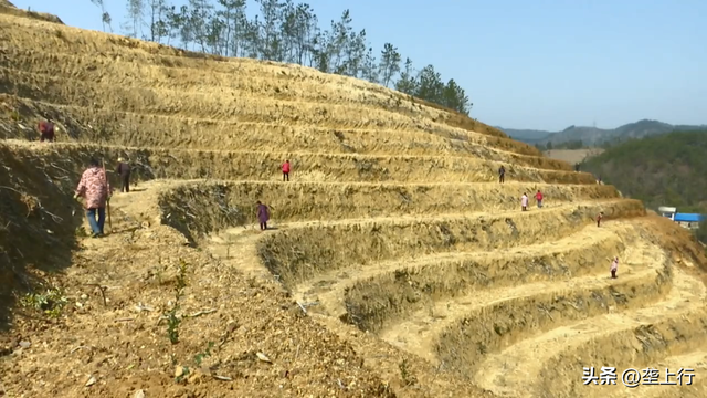 发展油茶产业，荒山变“金山” ！乡亲家门口一年增收好几万