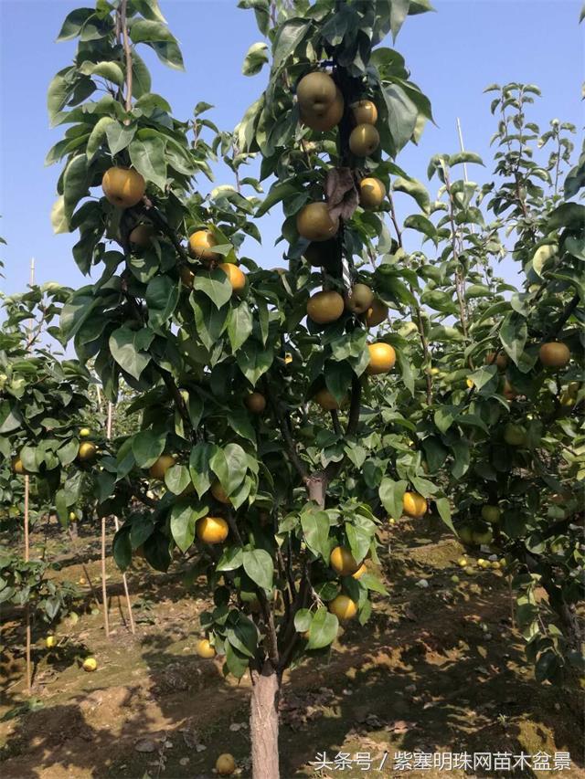 「紫塞明珠」三农苗木花卉｜山东泰安德润苗木