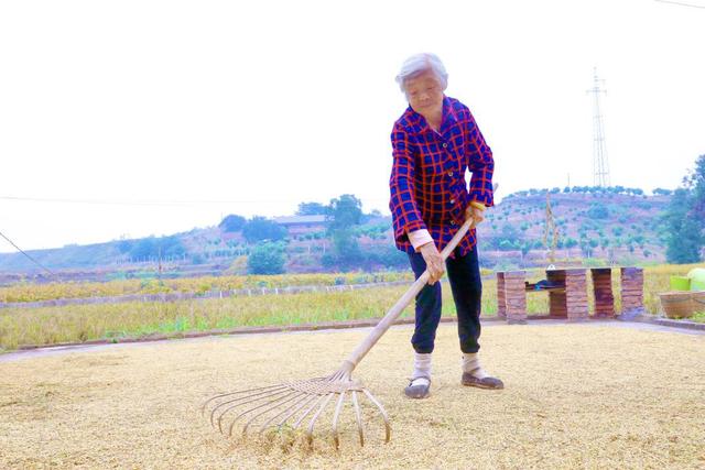 预计亩产500余斤 四川自贡贡井桥头再生稻喜获丰收