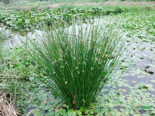 荸荠高效种植技术，把握好病虫害预防措施方法，提高产量与质量