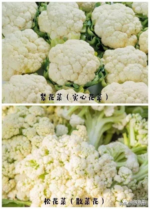 松花菜为啥能火？市场竞争激烈种什么品种好？