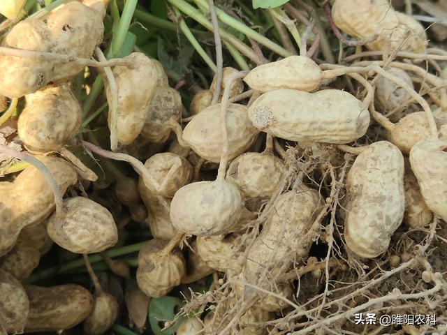 花生播种前，用这个新配方拌种，防病治虫效果更好