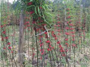 2017黄精种植成本(2019黄精种植到底能不能赚到钱？)